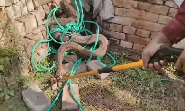 Cận cản bắt sống con trăn 