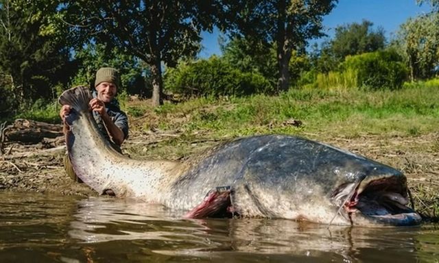 Cận cảnh con cá trê 