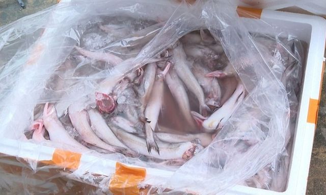 Phát hiện gần 10 tấn cá khoai Trung Quốc chứa chất cấm formol