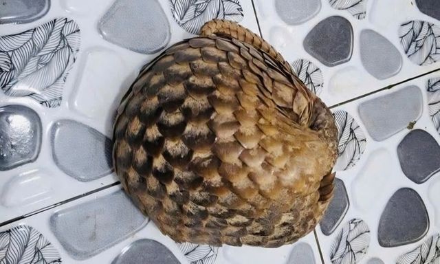 Đi làm rẫy, người phụ nữ phát hiện con vật 