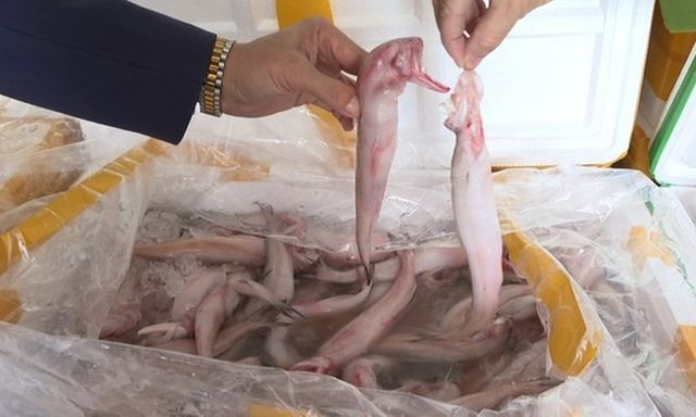 Từ vụ hơn 10 tấn cá khoai 