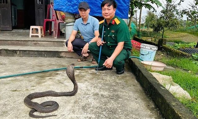 Vụ phát hiện 676 con rắn hổ mang, nặng gần 1.000 kg trên xe khách: Bàn giao các cá thể rắn cho Trại rắn Đồng Tâm