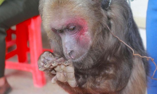 Tin thời sự ngày (28/12): Người dân bàn giao 3 cá thể khỉ quý hiếm thả về rừng