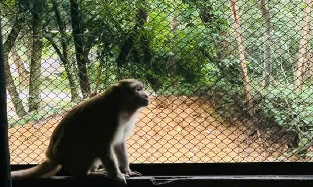 Người dân phát hiện con vật quý hiếm, lắm lông đuôi dài đi lạc vào vườn nhà