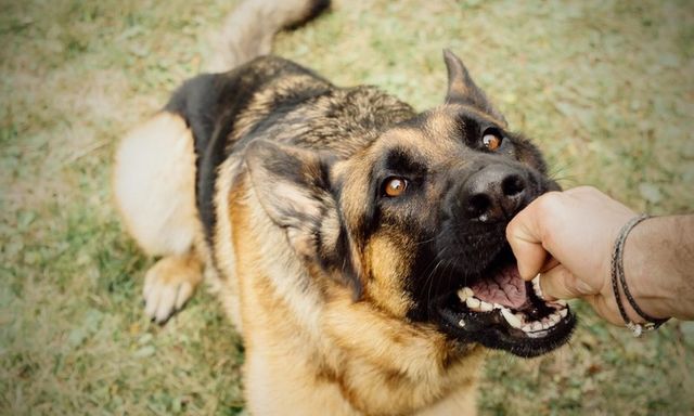 Từ vụ thả chó tấn công người giữa đường ở Hà Nội: Cảnh báo hiểm họa phía sau những vết cắn