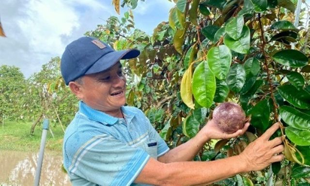 Bỏ phố về quê nuôi mộng lớn, kỹ sư 51 tuổi thu tiền tỷ nhờ loại trái cây 