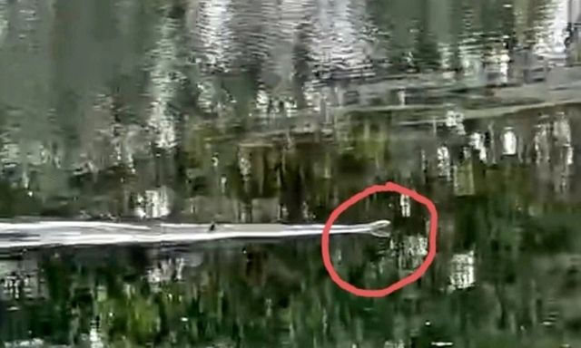 Rắn hổ mang chúa gần 7kg, có nguy cơ tuyệt chủng cao xuất hiện ở Vườn quốc gia U Minh Thượng