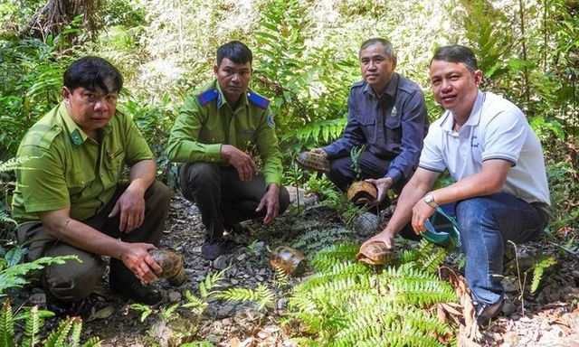 Thả tê tê java và rùa núi vàng quý hiếm, có tên trong Sách Đỏ về rừng tự nhiên
