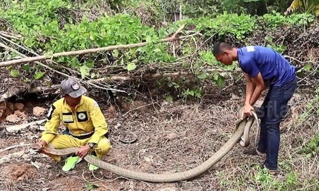 Clip: Đang xây nhà, bất ngờ phát hiện rắn hổ mang chúa dài 4,9 mét, nặng 10kg bò ra từ lòng đất