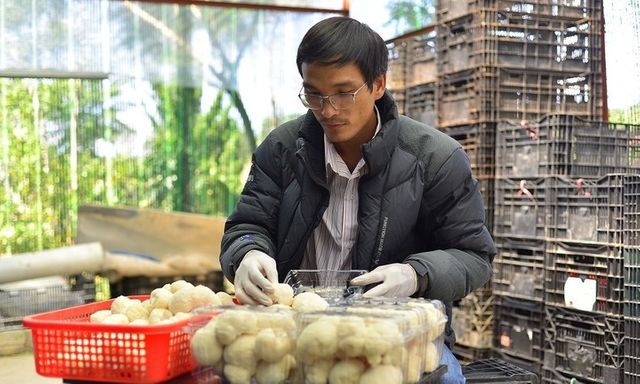 Bỏ lương 20 triệu, thạc sĩ sinh học về quê trồng loài nấm 