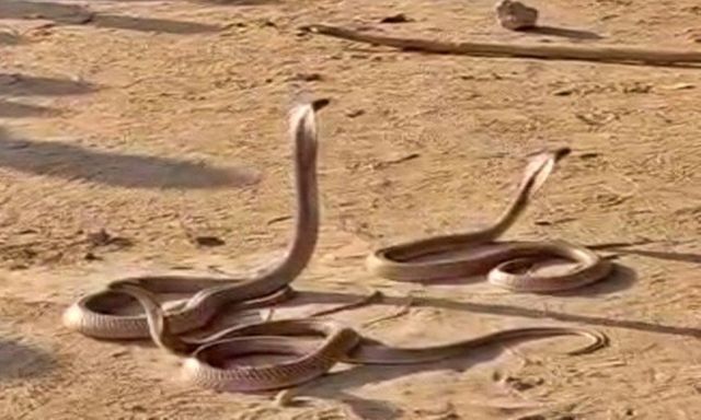 Clip: Người đàn ông mang theo 3 rắn hổ mang dài gần 3m vào bệnh viện