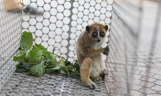 Phát hiện động vật quý hiếm trong vườn nhà, người dân lập tức báo công an