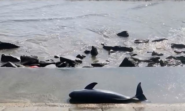 Phát hiện xác cá voi nặng khoảng 40kg trôi dạt vào bờ biển Quảng Trị