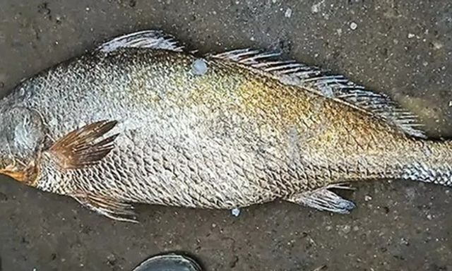 Bắt được con cá quý hiểm nặng 25kg, ngư dân liền bán 115 triệu đồng