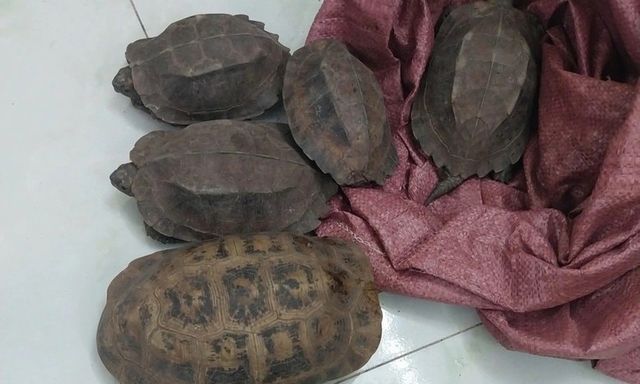 Người dân phát hiện rùa núi vàng, rùa sa nhân quý hiếm bên lề đường 