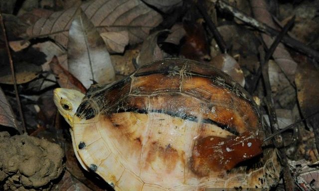 Tin tức thời sự 24h: Phát hiện loài rùa nguy cấp nhất toàn cầu ở Đắk Lắk