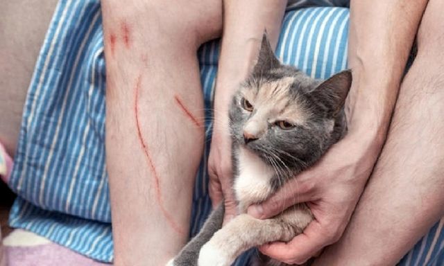 Sau 3 tháng bị mèo cào, cụ ông 71 tuổi tử vong vì phát bệnh dại