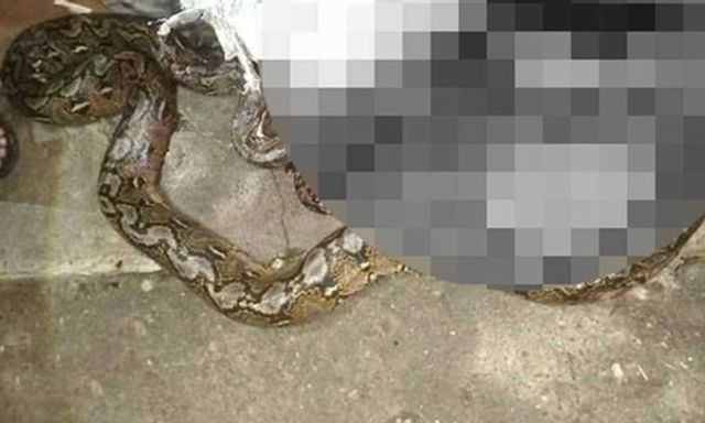 Xót xa người đàn ông bị trăn khổng lồ dài 4m siết đến thiệt mạng