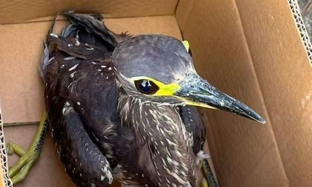 Đi câu cá, bắt được con chim 