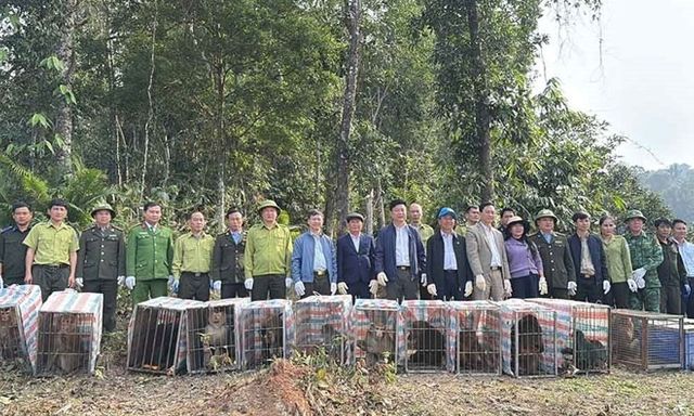 Tin tức thời sự 24h: Thả 23 cá thể khỉ quý hiếm về tự nhiên