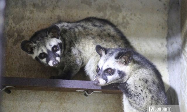 Về quê khởi nghiệp nuôi loài nổi tiếng khó tính, sau 3 năm người đàn ông sở hữu cơ ngơi tiền tỷ