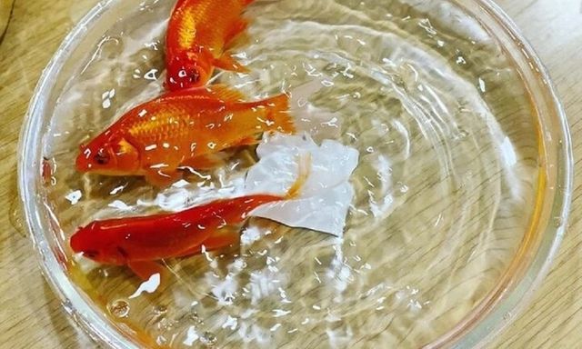 Chọn và thả cá chép đúng cách cho lễ cúng ông Công ông Táo