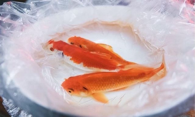 Cúng ông Công ông Táo có nhất thiết phải thả cá chép?