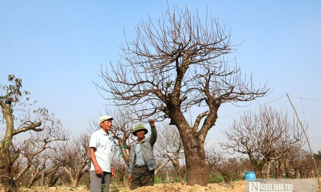 Anh nông dân Nghệ An 