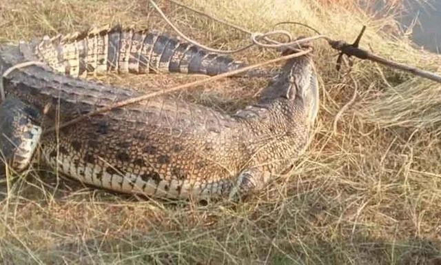 Clip: Thót tim trước khoảnh khắc người dân vây bắt 