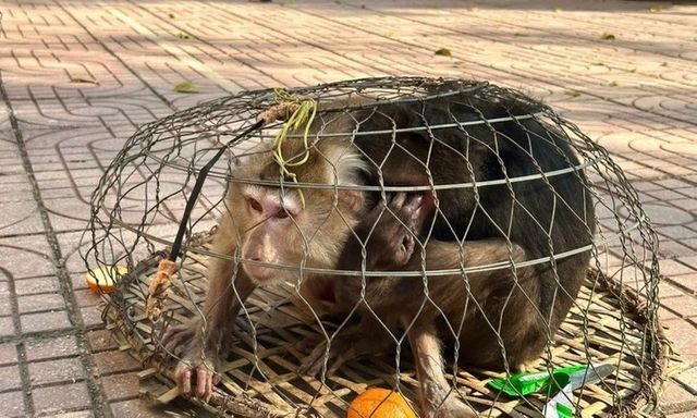 Tin tức thời sự 24h: Hai con khỉ quý hiếm bị thương đi lạc vào rẫy nhà dân