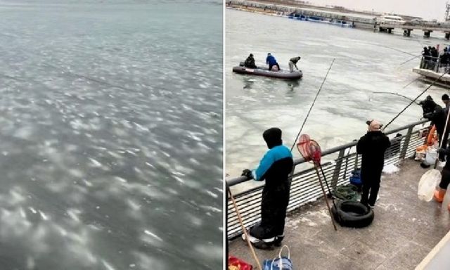 Kỳ lạ cảnh hàng nghìn con cá đối bị đóng băng, người dân đổ xô đi 