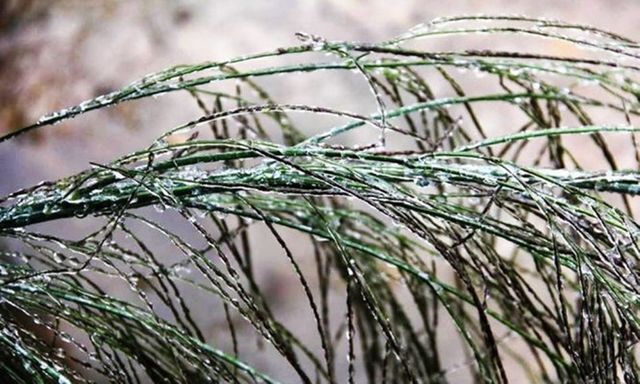 Bắc Bộ rét đậm, rét hại, Mẫu Sơn xuống 1 độ C