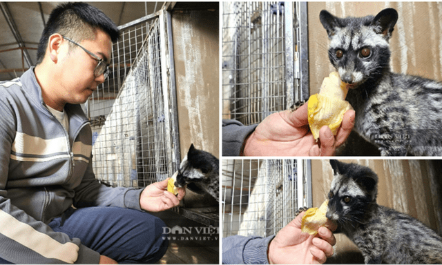 Bỏ nghề lái xe, 9X Nghệ An thu tiền tỷ nhờ nuôi loài ưa yên tĩnh, thích sạch sẽ