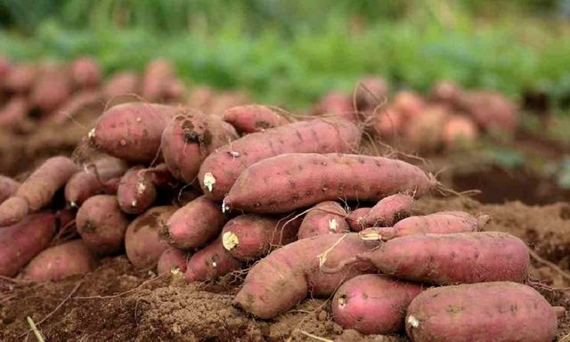 Những thực phẩm cực bổ dưỡng nhưng lại là thủ phạm gây sỏi thận