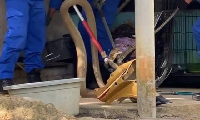 Phát hiện rắn hổ mang chúa ẩn nấp trong nhà, gia chủ gọi điện báo đội cứu hỏa địa phương