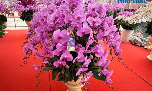 Thị trường đào, quất, hoa Tết sôi động sớm trước thềm Tết Nguyên đán