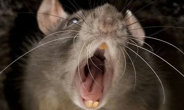 Chủ quan từ vết chuột cắn, thiếu niên 16 tuổi mắc bệnh nhiễm trùng nguy hiểm