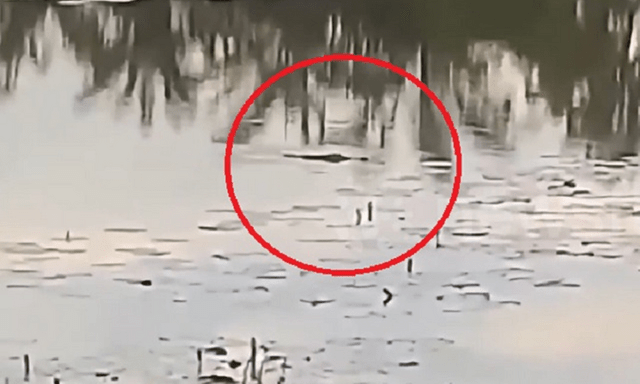 Clip: Cắt cỏ gần ao nước, người phụ nữ bị cá sấu gần 3 mét tấn công