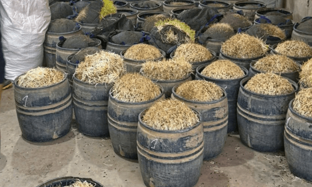 Khởi tố 2 bị can sản xuất gần 3 tấn giá đỗ dùng chất cấm ở Hưng Yên