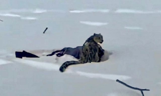 Clip: Nữ du khách bị báo tuyết vồ vào mặt vì mải mê chụp ảnh