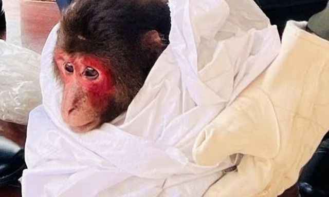 Phát hiện con vật quý hiếm 