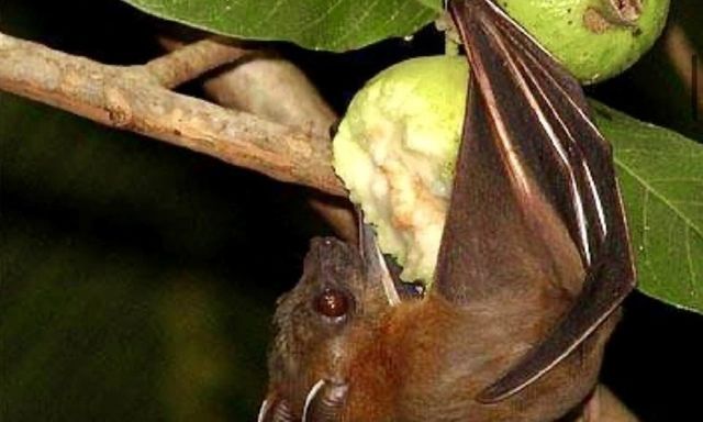 Bộ Y tế khuyến cáo người dân hạn chế sử dụng thịt từ động vật hoang dã phòng bệnh Nipah