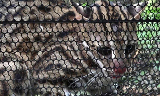 Tin tức thời sự 24h: Thường xuyên mất gà, người dân đặt bẫy dính mèo quý hiếm 