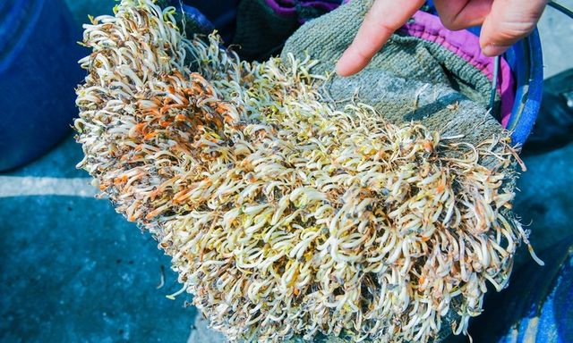 Bắt giữ, tiêu hủy hơn 5 tấn giá đỗ sản xuất bằng hóa chất tại Hải Phòng