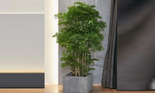 Hoa và quả của cây đinh lăng có công dụng gì?