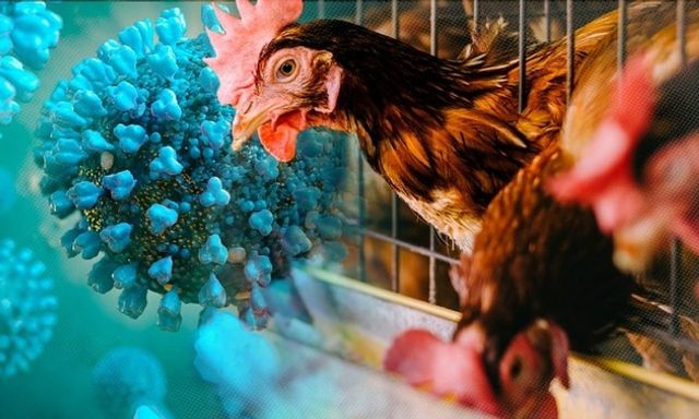 Cảnh báo nguy cơ lây lan cúm gia cầm H5N1 từ chim hoang dã sang người tại Ấn Độ