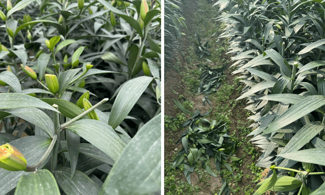 Điều tra vụ nghi phá hoại hơn 1.200 gốc hoa ly, hoa hồng bán Tết của người dân ở Hà Nội