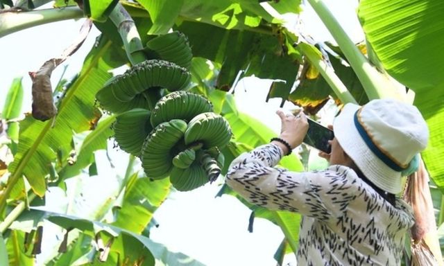 Cận cảnh nải chuối hình dáng 