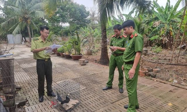 Bắt được chim quý có chiếc mỏ 
