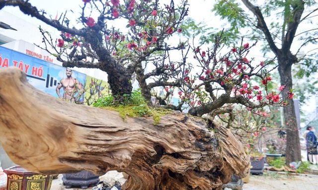 Chiêm ngưỡng cặp đào thất thốn cho thuê giá 400 triệu đồng chơi Tết